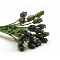 Букет троянд Lavender Minute Rosebuds, 24 шт, B1699LV
